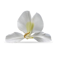 Best Body Pain killer Tablet - DICLOWIN Plus Tablet